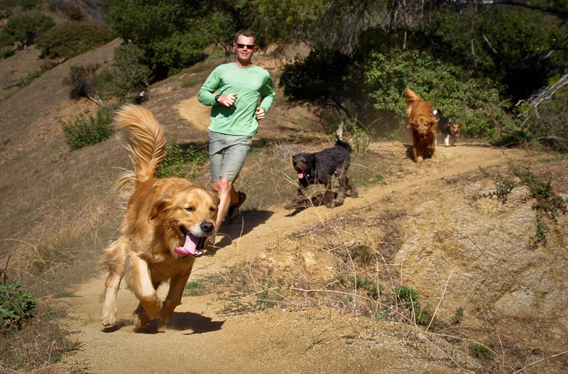 What does it cost to hire a dog walker or pet sitter in Los Angeles?